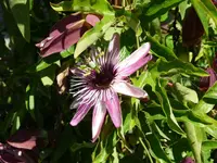 Passiflora1.webp