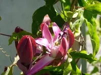 Passiflora2.webp