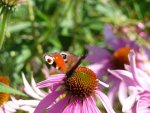 Schmetterling auf Sonennhut.JPG