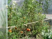 Tomidschungel2.webp