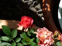 Topfrose.webp