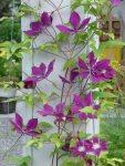 Clematis.JPG