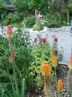 Fackellilie&Monarden.webp