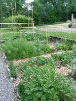Gemüsegarten 6.1.webp