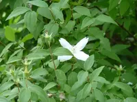 Lenzrose.webp