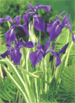 iris laevigata-variegata.gif