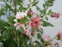 IMG_1133.webp