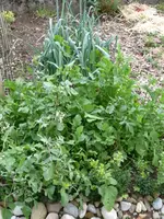 Rucola&Lauch.webp