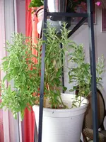 Stevia.webp