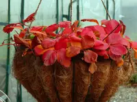 Erdbeeren Hänger.webp