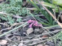 AnisYsop.webp