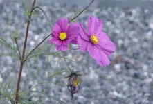Cosmea1.webp
