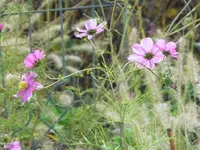 Cosmea2.webp