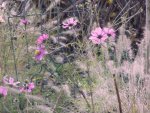 Cosmea3.JPG