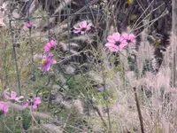 Cosmea3.webp