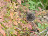 Echinacea2.webp