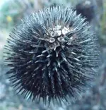 Echinacea.webp