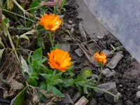 Ringelblume.webp