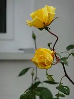 Rose2.webp