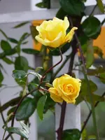 Rose3.webp