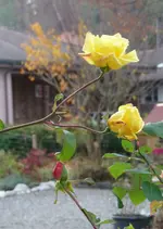 Rose4.webp