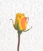 Rose5.webp