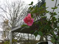 Rose Argovia.webp