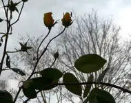 Rose gegenlicht1.webp