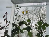 Rose gegenlicht2.webp
