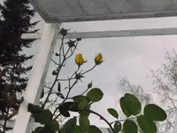 Rose gegenlicht3.webp