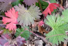 Stochschnabel blatt.webp