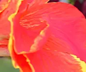 PICT6237.webp