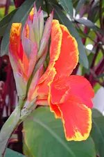 PICT6237.webp