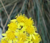 Garten 3 082.webp