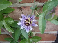 Blumen 003.webp