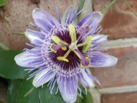 Blumen 002.webp