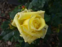 Blumen 004.webp