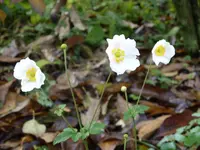 Blumen 006.webp