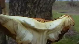 Pilz.webp