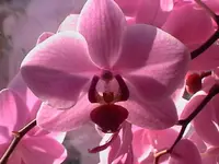IMGA2801.webp