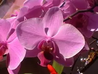 IMGA2802.webp