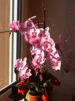 IMGA2803.webp