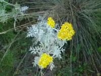 Heiligenkraut.webp