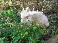 CIMG2397.webp