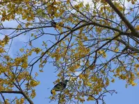 October 2009 033 v.webp