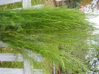 PA310005.webp