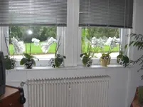 (61) Orchideenblüte.webp
