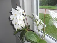 (62) Orchideenblüte.webp