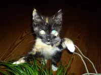 DSC00715.webp