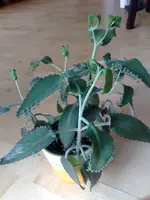 14112009008.webp